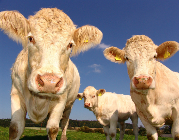 Perché gli additivi vitaminici fanno bene agli animali？