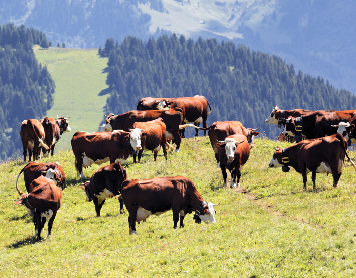 Come viene prodotto il cloruro di colina?