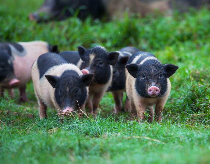 Perché aggiungere formiato di calcio al mangime