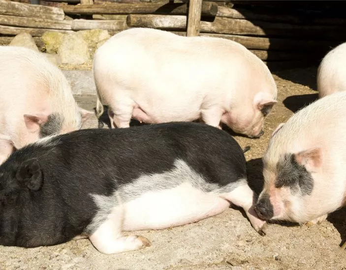 Il ruolo importante del solfato di zinco monoidrato per mangimi