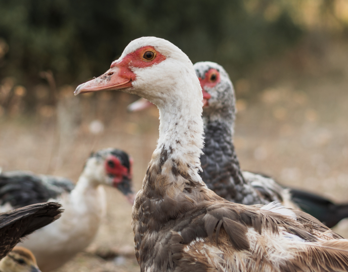 Responsabilità ambientali dell'utilizzo di mangimi con oligoelementi
