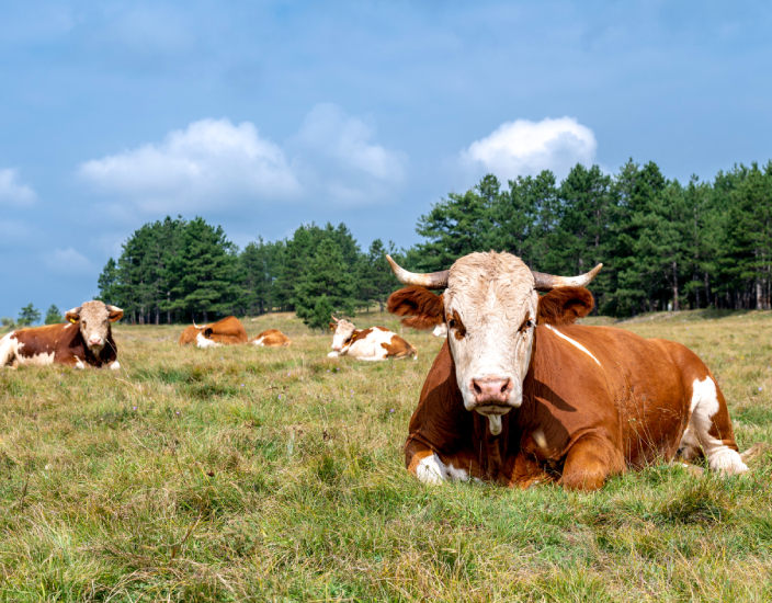 Definizione del mangime di aminoacidi